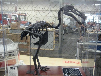 Squelette de Dodo  XIXème siècle